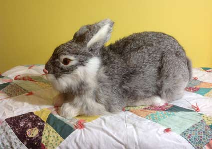 lifelike stuffed bunny