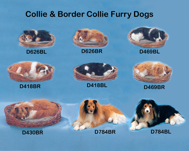 Sheltie Collie