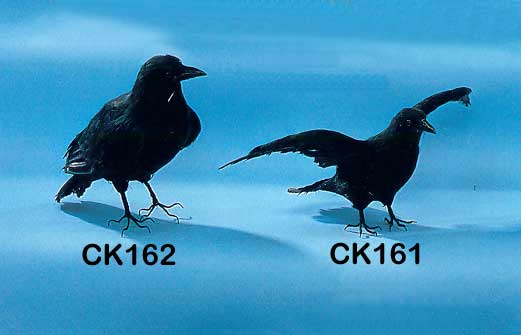 fake stuffed crow