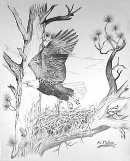 Click here to see Eagle Clothing
