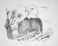 Drawings Eagles