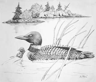 Loon shirt, back print