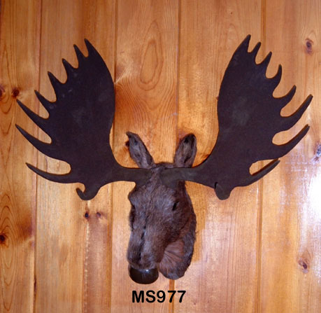 Moose Head Wall