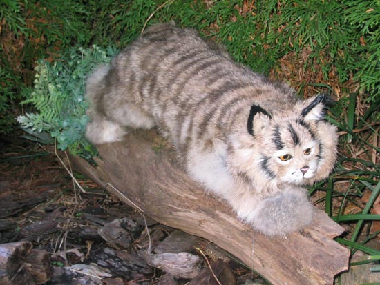 Click here to see realistic Bobcats
