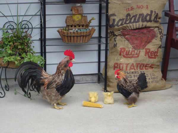 Click here to see more realistic chickens