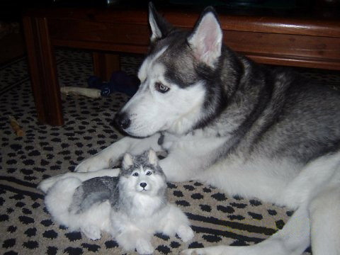 Click here to see realistic husky dogs