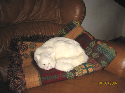 Click here to see more lifelike white cats