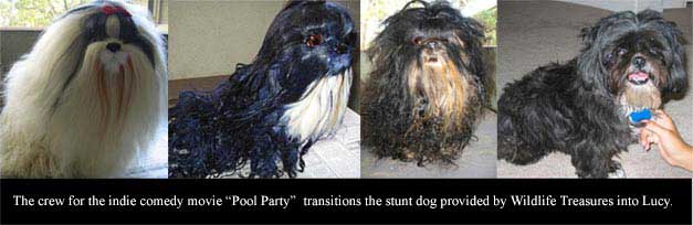 Click here to see Shih Zu Dogs
