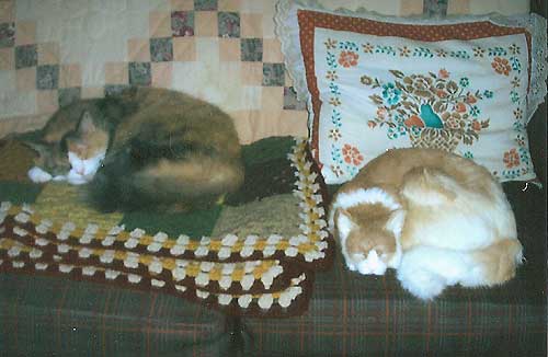 Click here to see more sleeping cats
